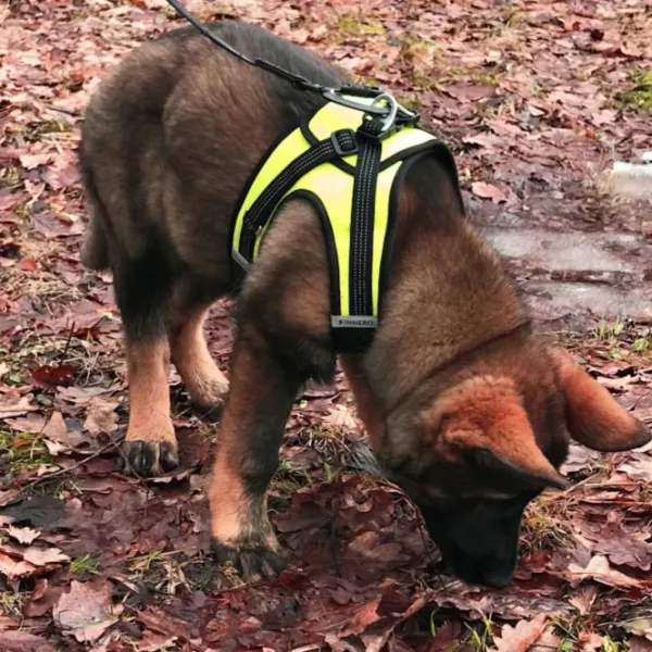 FinNero Valjaat^HALI liivivaljaat, S, musta/keltainen