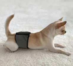 FinNero JustinCase urossuoja, XS, musta| Narttujen Ja Urosten Suojat