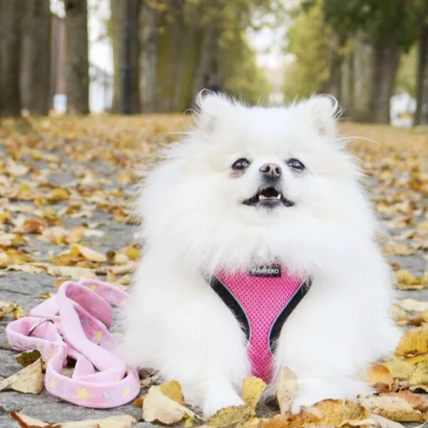 FinNero LIGHT Reflective Harness Pink M| Valjaat