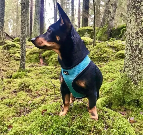 FinNero LIGHT Reflective Harness Pink M| Valjaat