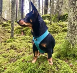 FinNero LIGHT Reflective Harness Pink XS| Valjaat