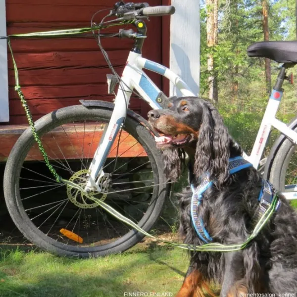 FinNero Taluttimet^POWER talutushihna jousto-osiolla, musta/keltainen