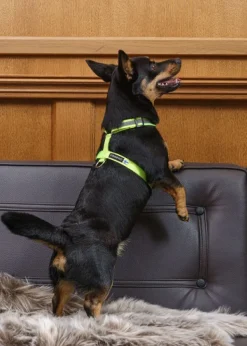 FinNero Valjaat^SALO valjaat, L, neonkeltainen