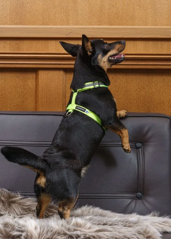 FinNero Valjaat^SALO valjaat, L, neonkeltainen