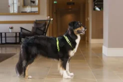 FinNero Valjaat^SALO valjaat, L, neonkeltainen