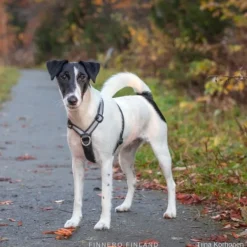 FinNero SALO valjaat, M, musta| Valjaat