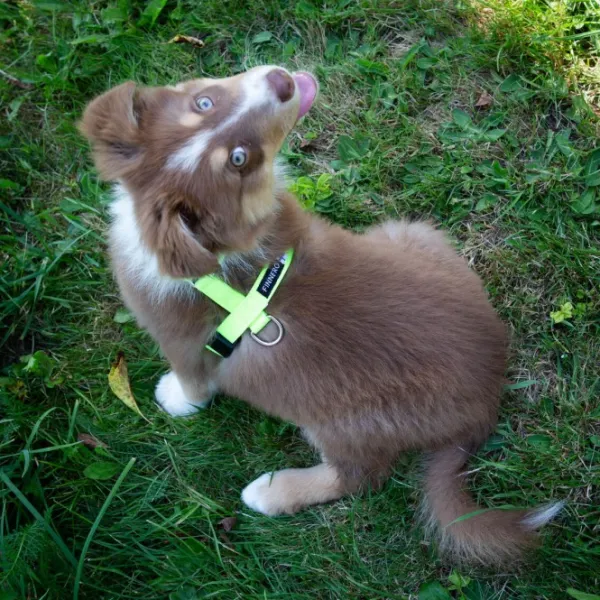 FinNero Valjaat^SALO valjaat, S, neonkeltainen