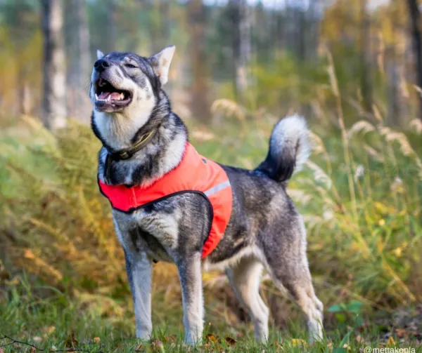 FinNero UKKO huomioliivi, S, punainen/keltainen| Liivit