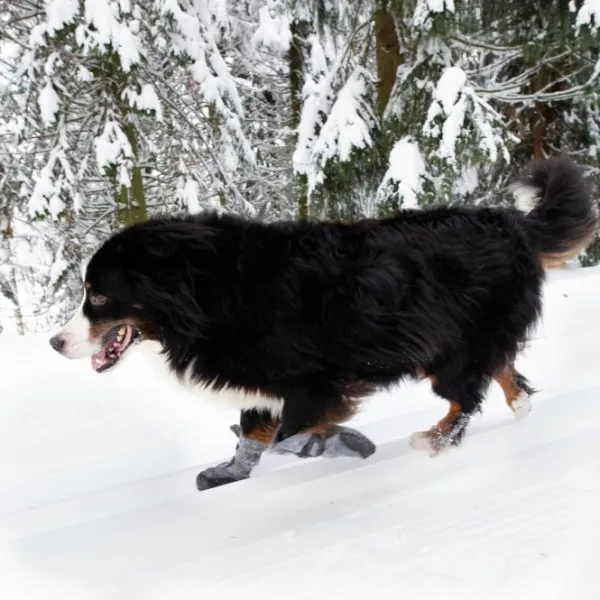 FinNero HALLA LUX tossut, XL, 2kpl, harmaa| Koiran Tossut