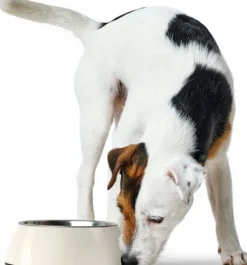 HUNTER Koirankupit^Bowl Melamin koirankuppi, 350 ml, White