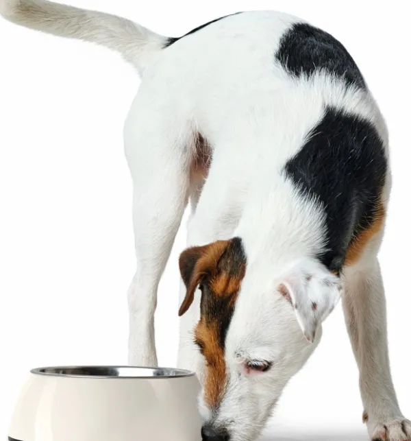 HUNTER Koirankupit^Bowl Melamin koirankuppi, 350 ml, White