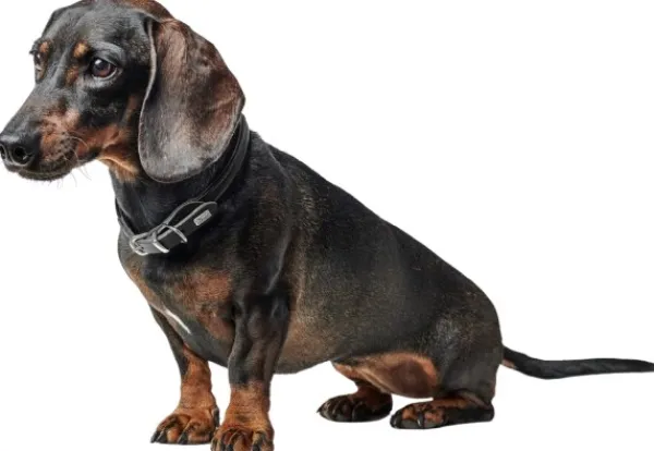 HUNTER Collar R&S Canadian UP kaulapanta, S-M, Black| Kaulapannat