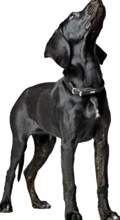 HUNTER Kaulapannat^Collar R&S Canadian UP kaulapanta, M-L, Black