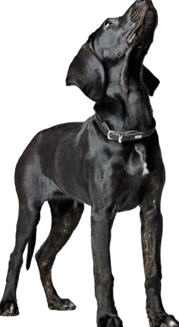 HUNTER Kaulapannat^Collar R&S Canadian UP kaulapanta, M-L, Black