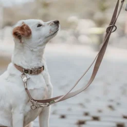 HUNTER Kaulapannat^Inari Collar Alu-Strong koiran kaulapanta, 40-55 cm, Tan