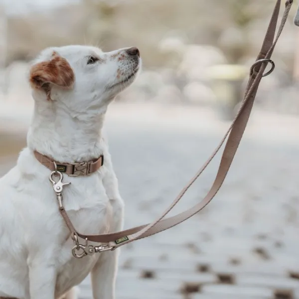 HUNTER Kaulapannat^Inari Collar Alu-Strong koiran kaulapanta, 40-55 cm, Tan