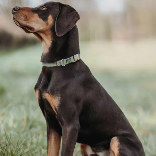 HUNTER Kaulapannat^Inari Collar Alu-Strong koiran kaulapanta, 45 - 65 cm, Linden Green