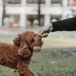 HUNTER Inari Toy Dog Ball koiran heittolelu, S, Tan| Noutolelut