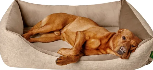HUNTER Koiranpedit^Sofa Orthopedic Seattle koiranpeti, 60x40cm, Beige