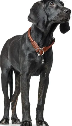 HUNTER Kaulapannat^T-Collar R&S Canadian UP puolikuristava kaulapanta, S-M, Cognac