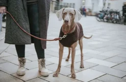 HUNTER T-Collar R&S Canadian UP puolikuristava kaulapanta, S-M, Black| Kaulapannat