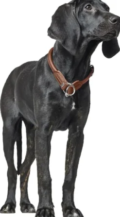 HUNTER T-Collar R&S Canadian UP puolikuristava kaulapanta, M-L, Black| Kaulapannat