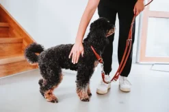 HUNTER Taluttimet^T-Leash R&S Canadian UP monitoimihihna, 6/200, Cognac