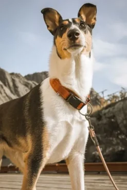 Hurtta Casual Collar ECO kaulapanta, 20 - 45 cm, ruskeaoranssi| Kaulapannat