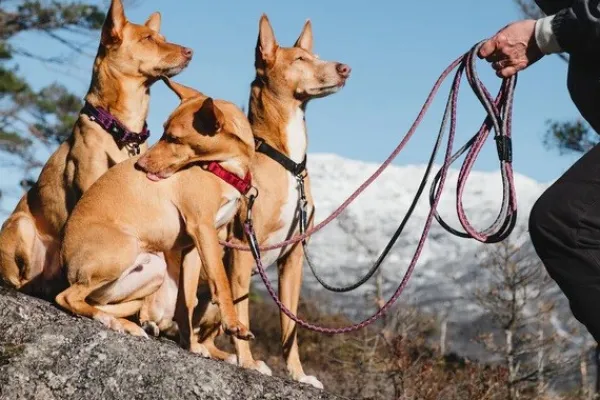 Hurtta Casual Half Choke Collar ECO puolikuristava panta, 40 - 55 cm, minttu| Kaulapannat