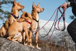 Hurtta Casual Half Choke Collar ECO puolikuristava panta, 25 - 45 cm, ruskeaoranssi| Kaulapannat