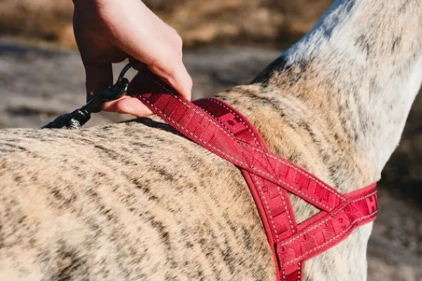 Hurtta Valjaat^Casual Harness ECO valjaat, 30 - 55 cm, minttu