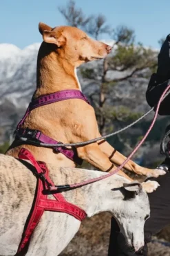 Hurtta Valjaat^Casual Harness ECO valjaat, 80 - 100 cm, musta