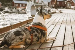 Hurtta Valjaat^Casual Y-valjaat Kaneli 60-90 cm