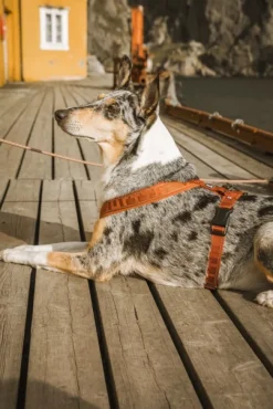 Hurtta Valjaat^Casual Y-valjaat Kaneli 60-90 cm