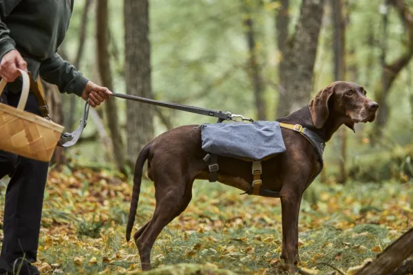 Hurtta Koiran Reput^Expedition Pack ECO koiran reppu, 45-65cm, Blackberry