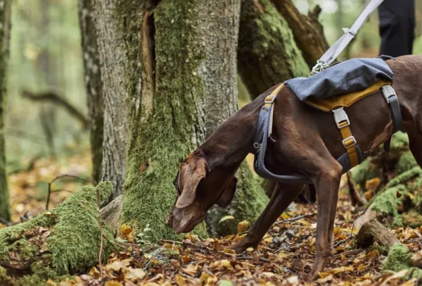 Hurtta Koiran Reput^Expedition Pack ECO koiran reppu, 75-95cm, Blackberry