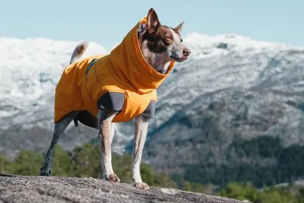 Hurtta Talvitakit^Expedition parka, 30 cm, oranssi