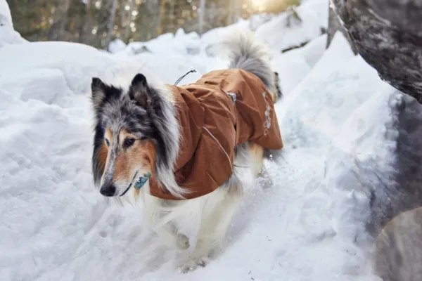 Hurtta Sadetakit^Monsoon Coat II ECO koirantakki, 60-70 cm, Desert