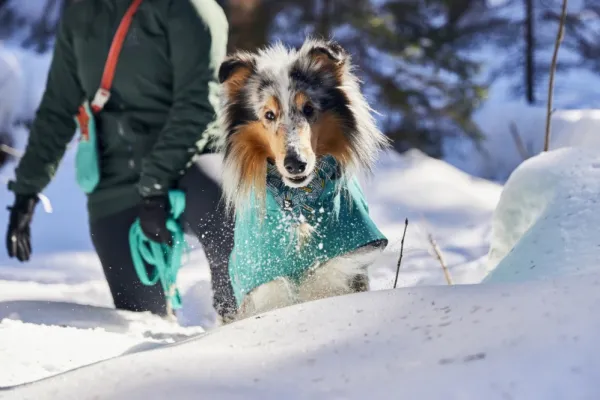 Hurtta Sadetakit^Monsoon Coat II ECO koirantakki, 80 cm, Peacock