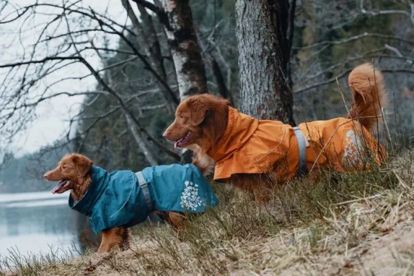 Hurtta Sadetakit^Monsoon Coat koiran sadetakki, 80 cm, Bilberry