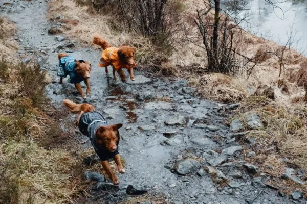 Hurtta Monsoon Coat koiran sadetakki, 30 cm, Blackberry| Sadetakit