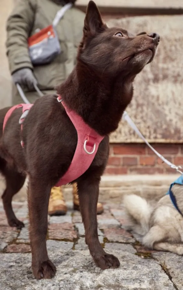 Hurtta Safeguard ECO Sele valjaat, 55-80cm, Strawberry| Valjaat