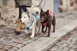 Hurtta Safeguard ECO Sele valjaat, 55-80cm, Strawberry| Valjaat