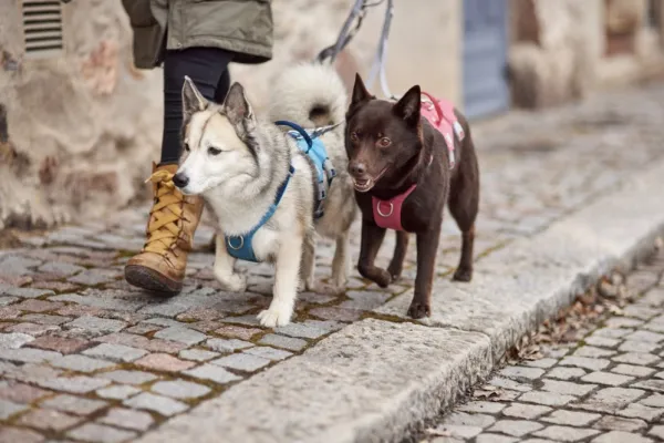 Hurtta Safeguard ECO Sele valjaat, 55-80cm, Strawberry| Valjaat