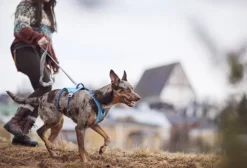 Hurtta Safeguard ECO Sele valjaat, 75-95cm, Blackberry| Valjaat