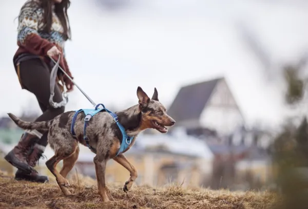 Hurtta Safeguard ECO Sele valjaat, 75-95cm, Blackberry| Valjaat