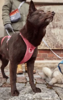 Hurtta Valjaat^Safeguard ECO Sele valjaat, 40-60cm, Strawberry