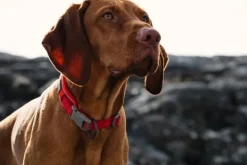 Hurtta Weekend Warrior Eco -panta, oranssi| Kaulapannat