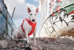 Hurtta Valjaat^Weekend Warrior Eco -valjaat, XS