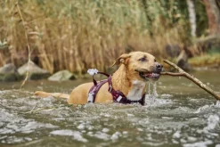 Hurtta Weekend Warrior II ECO Sele valjaat, 65-100cm, Eggplant| Valjaat